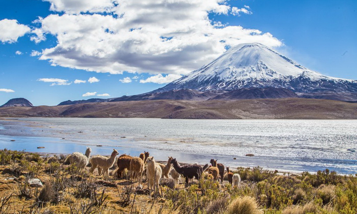 Lauca National Park, Chilean Altiplano