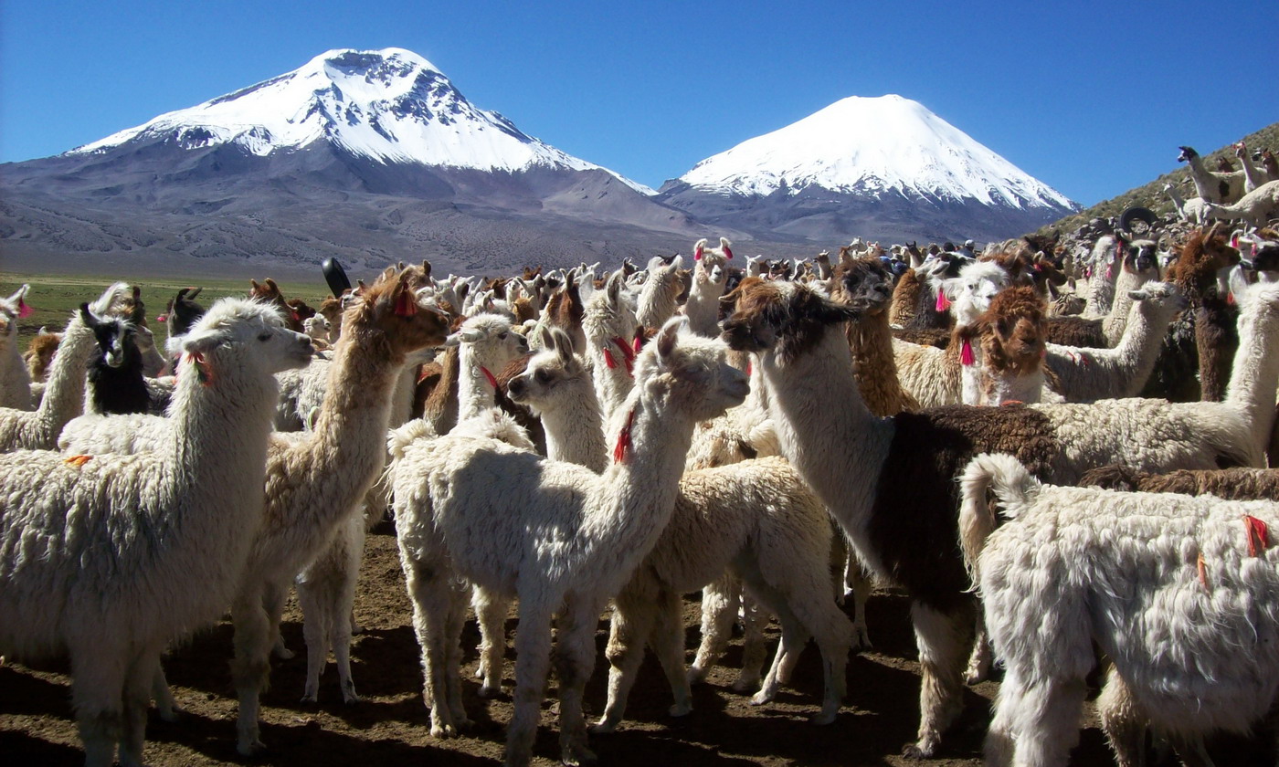 Tour Lauca National Park