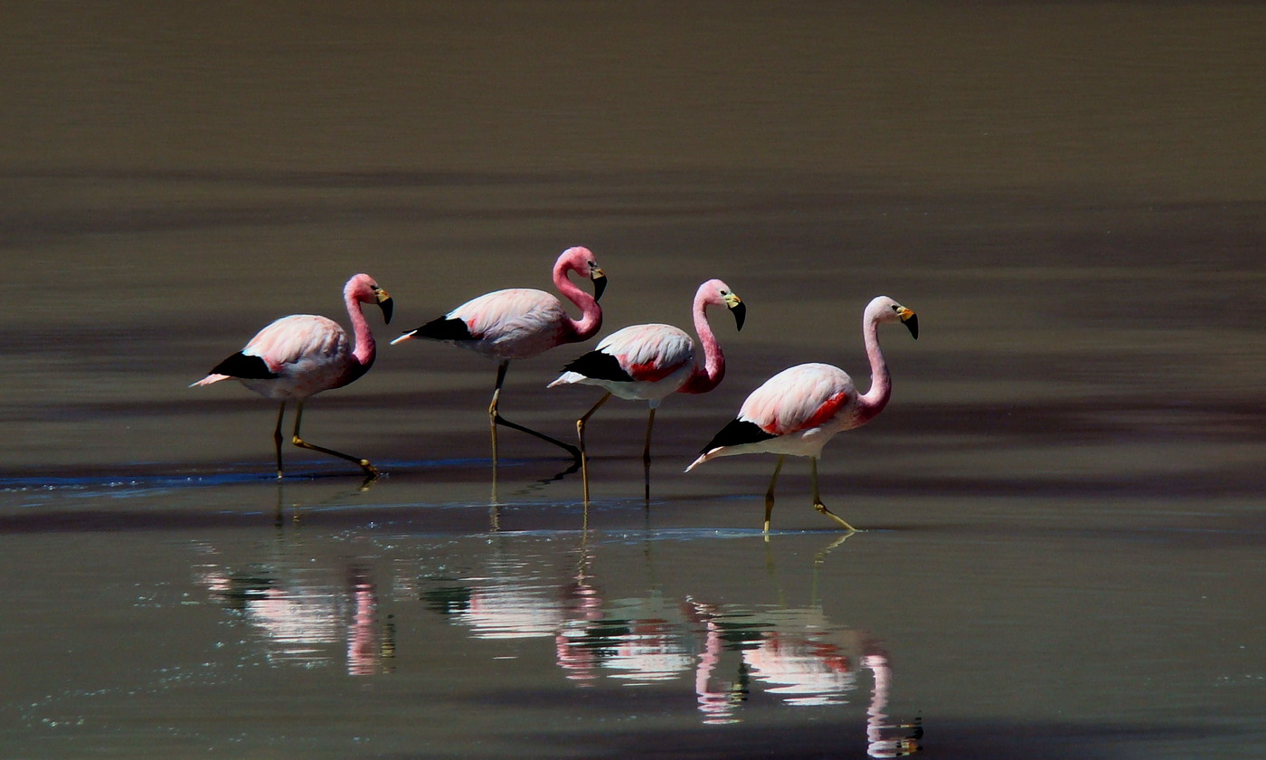 Atacama Desert expedition