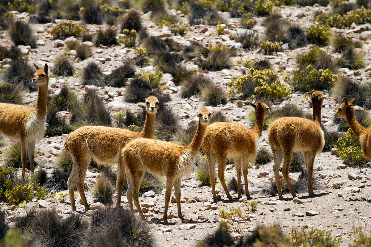 Turismo en el Norte de Chile Parque Nacional Lauca Lago Chungara