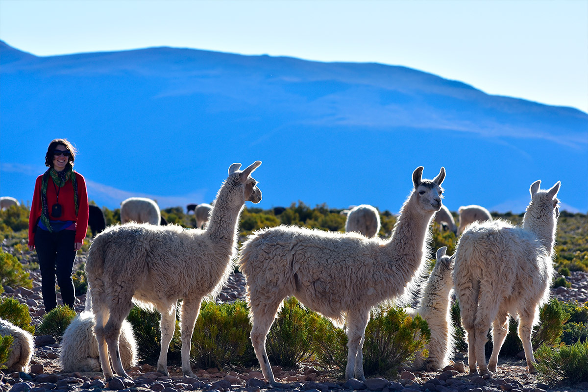 Turismo en el Norte de Chile Parque Nacional Lauca Lago Chungara