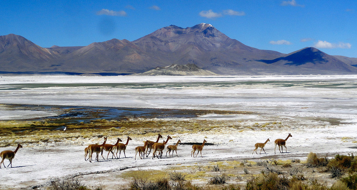 8D/7N Andino Circuit: Atacama Desert, Salt Lake Uyuni Bolivia, Chilean Altiplano