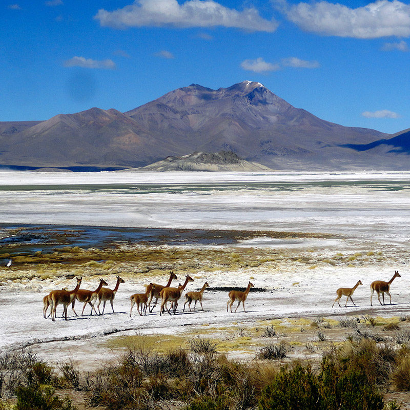 8D/7N Circuito Andino: Atacama, Uyuni, Altiplano Chileno