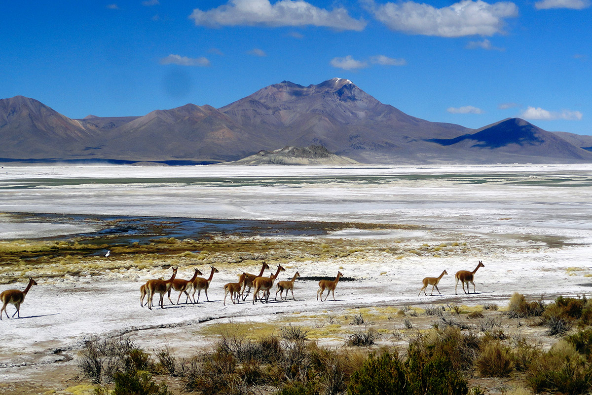 Expedición Por El Desierto de Atacama & Altiplano Turismo en el Norte de Chile