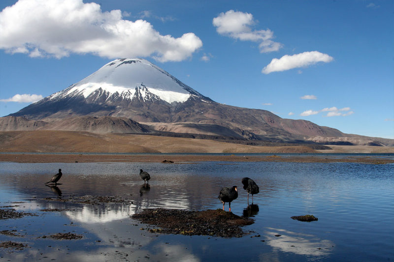 Full Day Parque Nacional Lauca - Lago Chungará