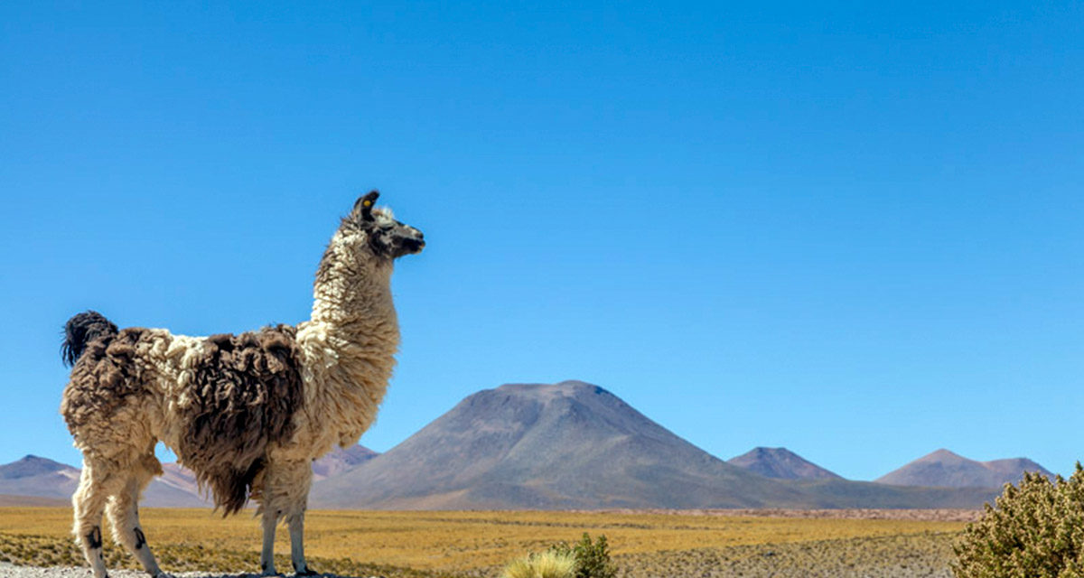 10T/9N Reise nach Chile, Atacama-Wüste
