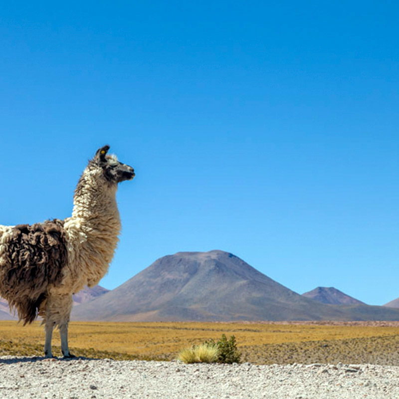 10G/9N Viaggio In Cile, Deserto Di Atacama