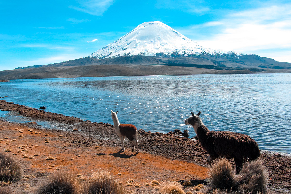 Turismo en el Norte de Chile Parque Nacional Lauca Lago Chungara