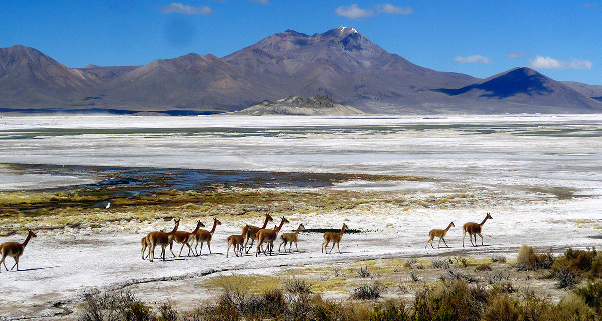 8J/7N Circuit Andin, Desert D’Atacama, Salar D’Uyuni, Altiplano Chilien