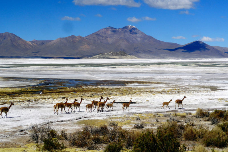 8J/7N Circuit Andin, Desert D’Atacama, Salar D’Uyuni, Altiplano Chilien