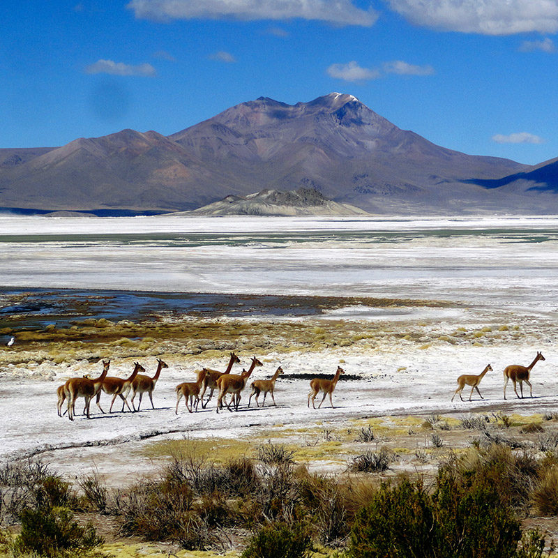 8T/7N Rundreise durch die Anden, Atacama-Wüste, Uyuni, Chilenisches Hochland