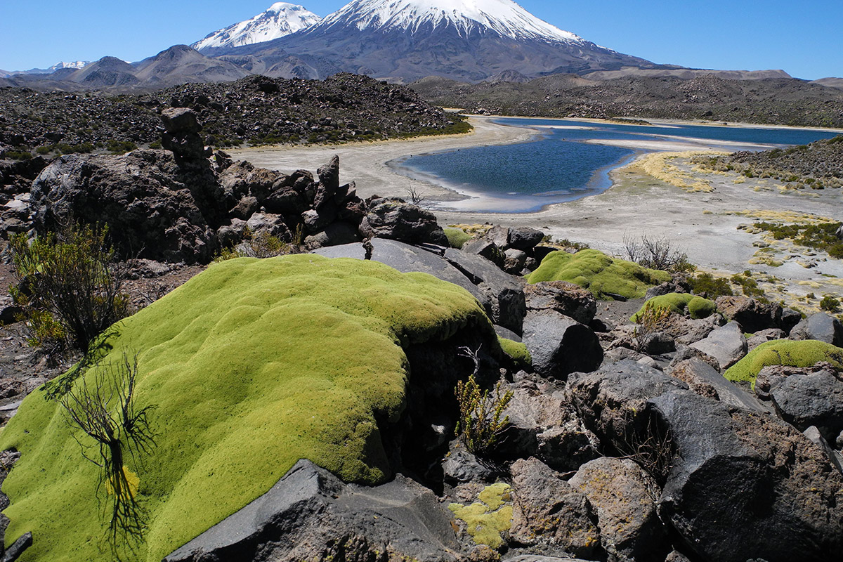 2D/1N Arica, Putre, Lauca National Park, Lake Chungara, Arica