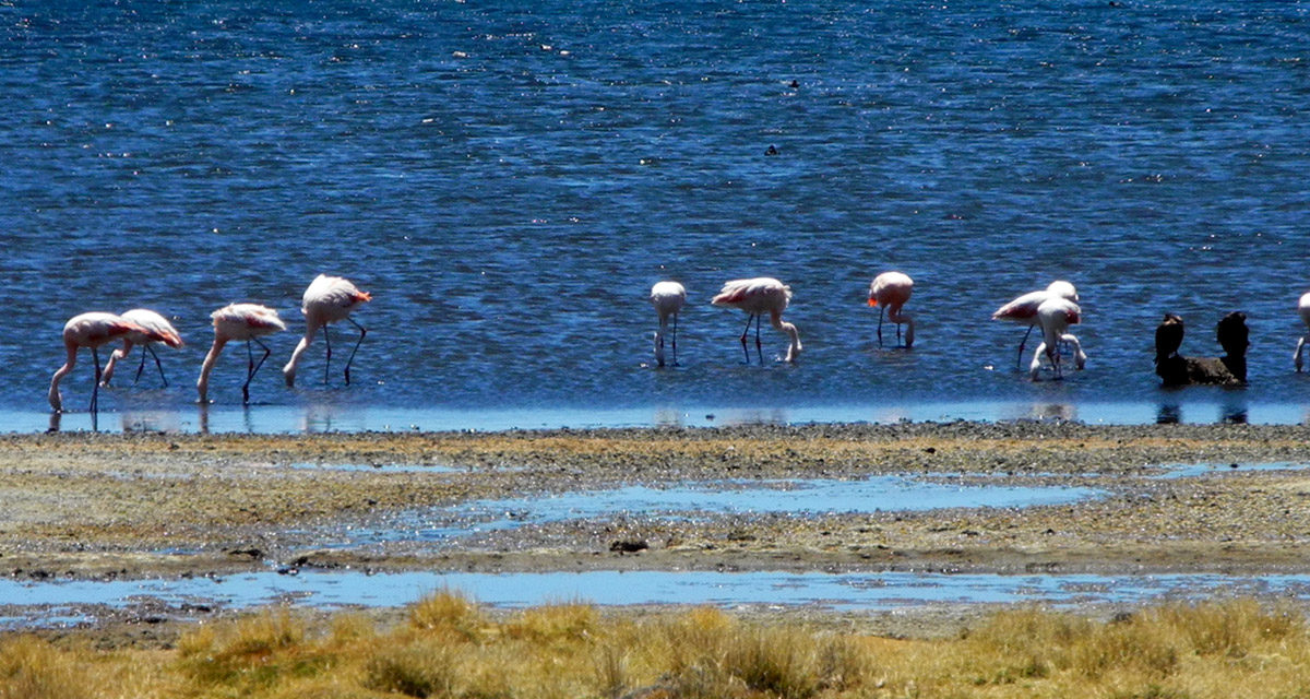 Parque Nacional Lauca: un Tour imperdible