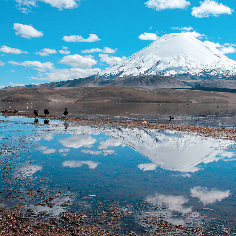 2D/1N Arica, Putre, Parque Nacional Lauca, Lago Chungará, Arica