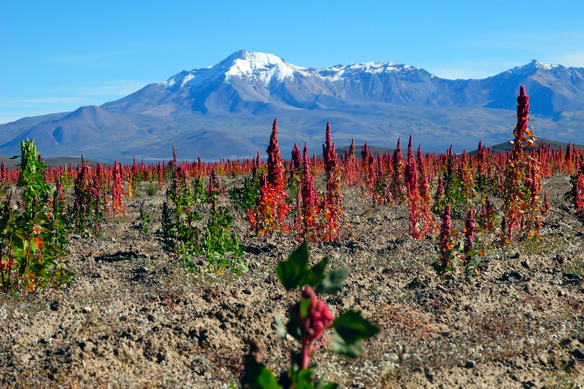 Viajes Tours Putre Reserva Nacional las Vicunas Salar de Surire Pueblos Andinos Colchane Cariquima Iquique