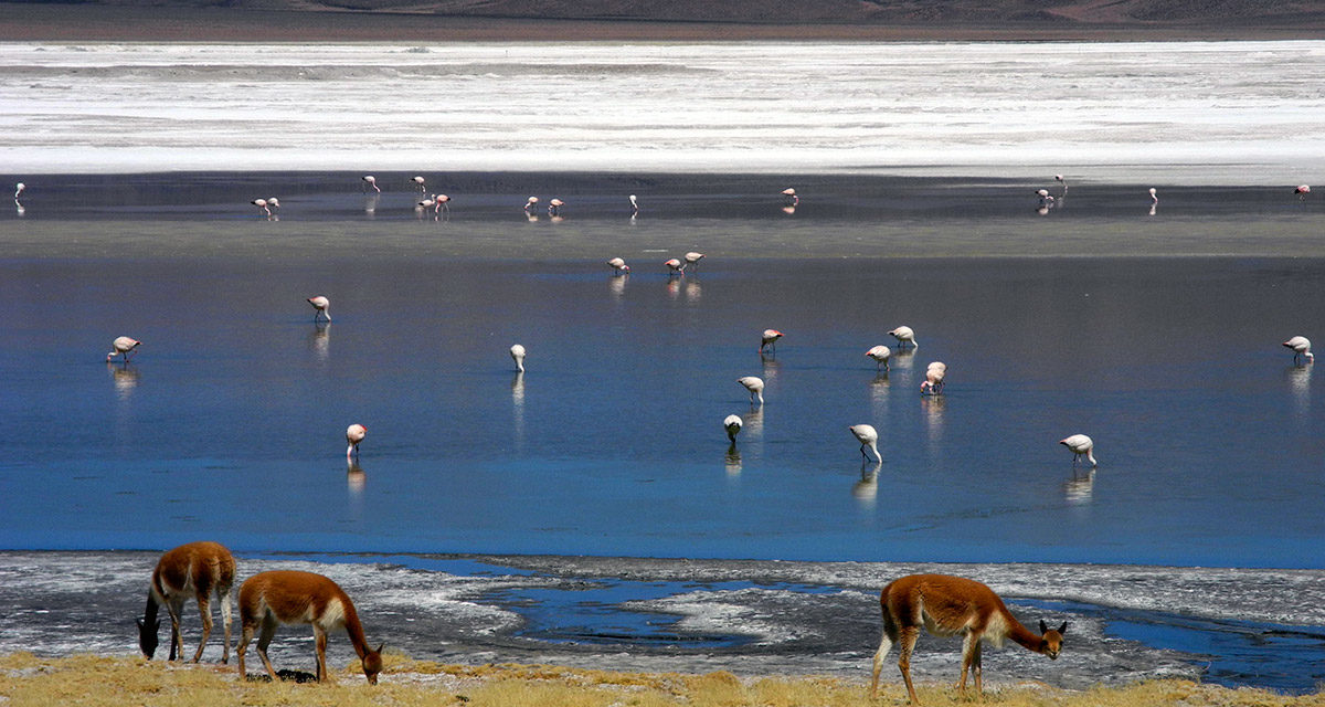 Monumento Natural Salar de Surire