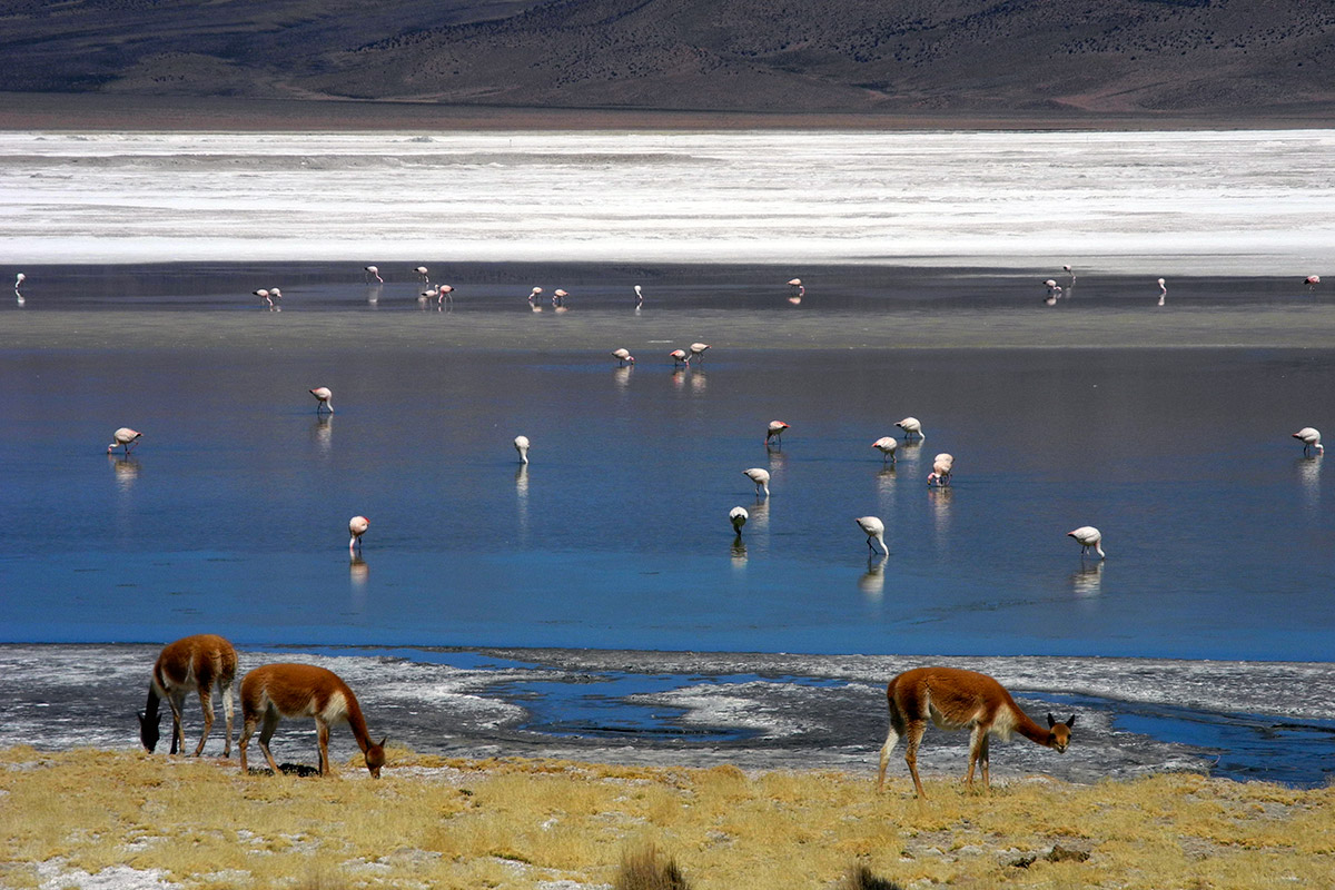 Viajes Tours Putre Reserva Nacional las Vicunas Salar de Surire Pueblos Andinos Colchane Cariquima Iquique