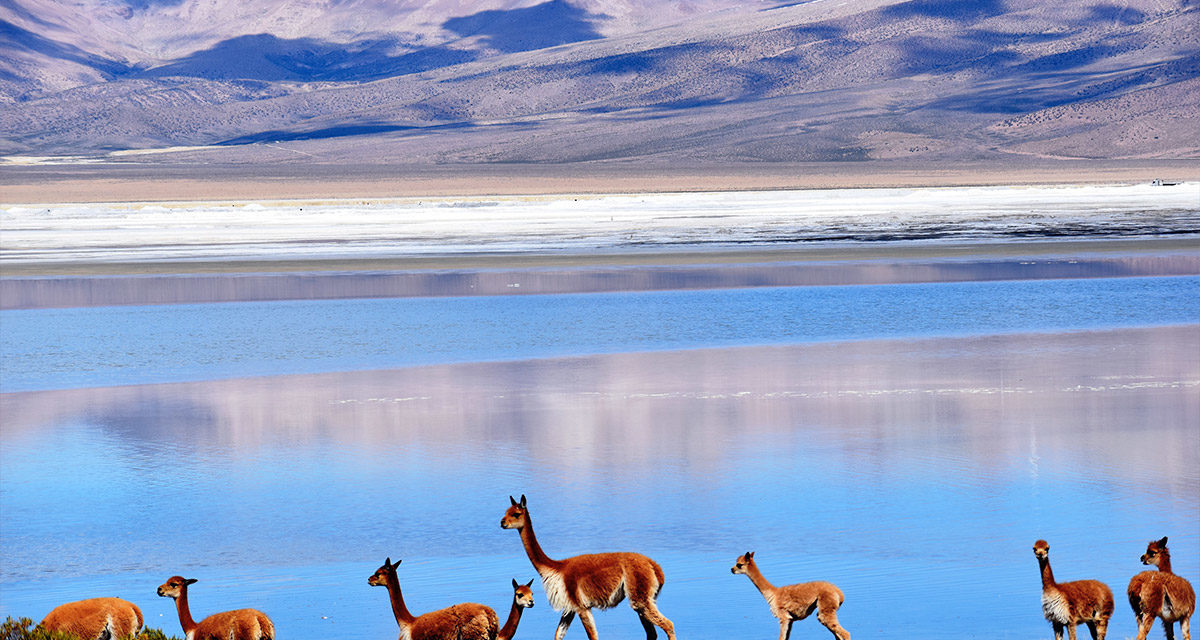 17J/16N Desert D’Atacama, Chili & Salar D’Uyuni, Bolivie