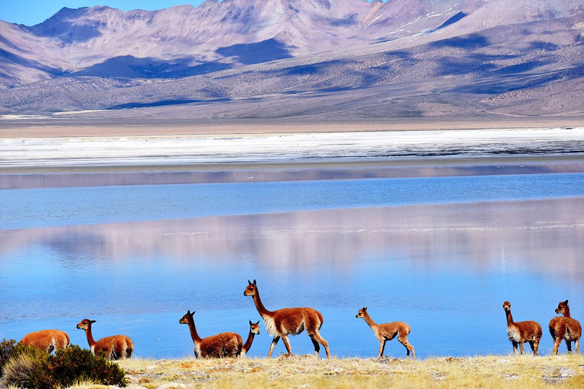 Tours Atacama, Bolivia, Colored Lagoon, Uyuni, Surire, Lauca, Chungara Mayuru Tours