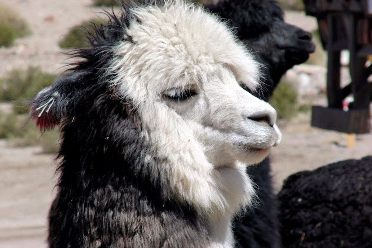 Mayuru Tours Putre Parque Nacional Lauca Lago Chungara Arica Chile