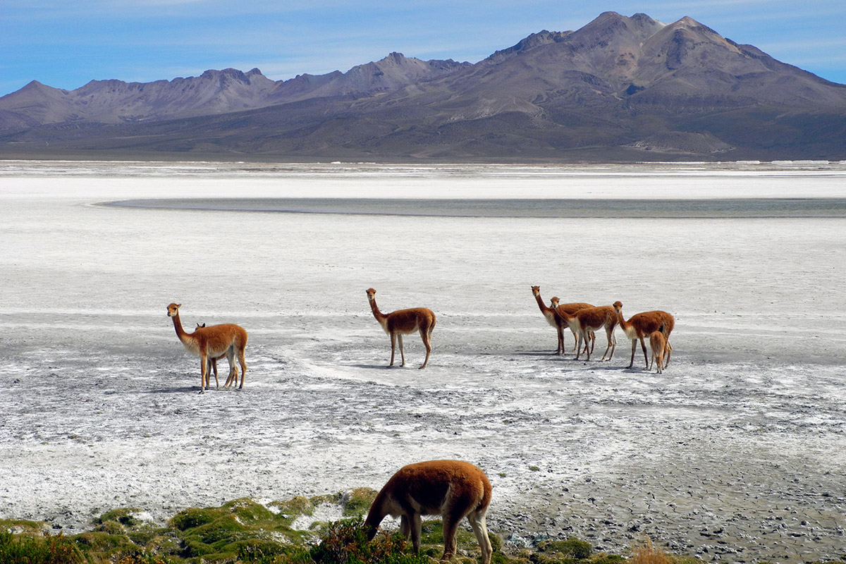 Maturu Tours Putre Salar de Surire Norte de Chile