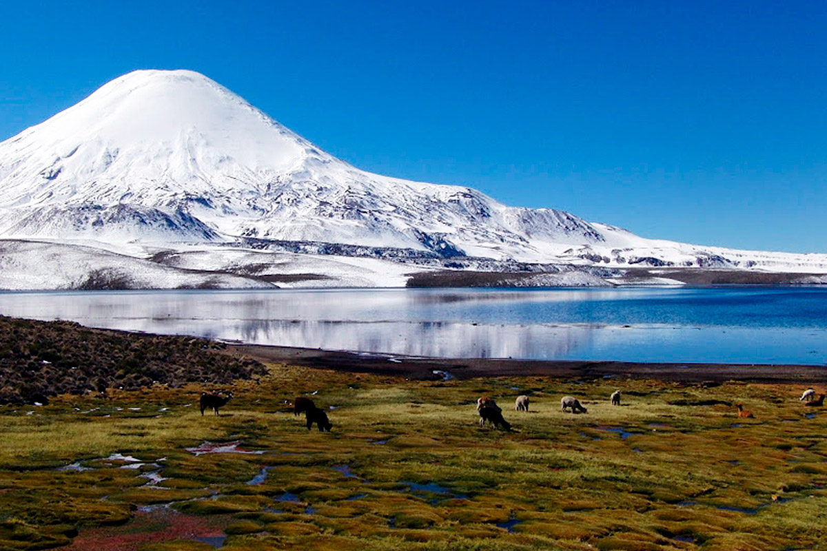 Mayuru Tours Putre Parque Nacional Lauca Lago Chungara Arica Chile