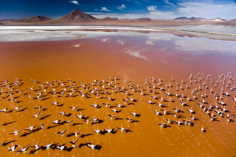 9D/8N Atacama, Bolivia, Laguna Colorada, Uyuni, Surire, Lauca, Chungara