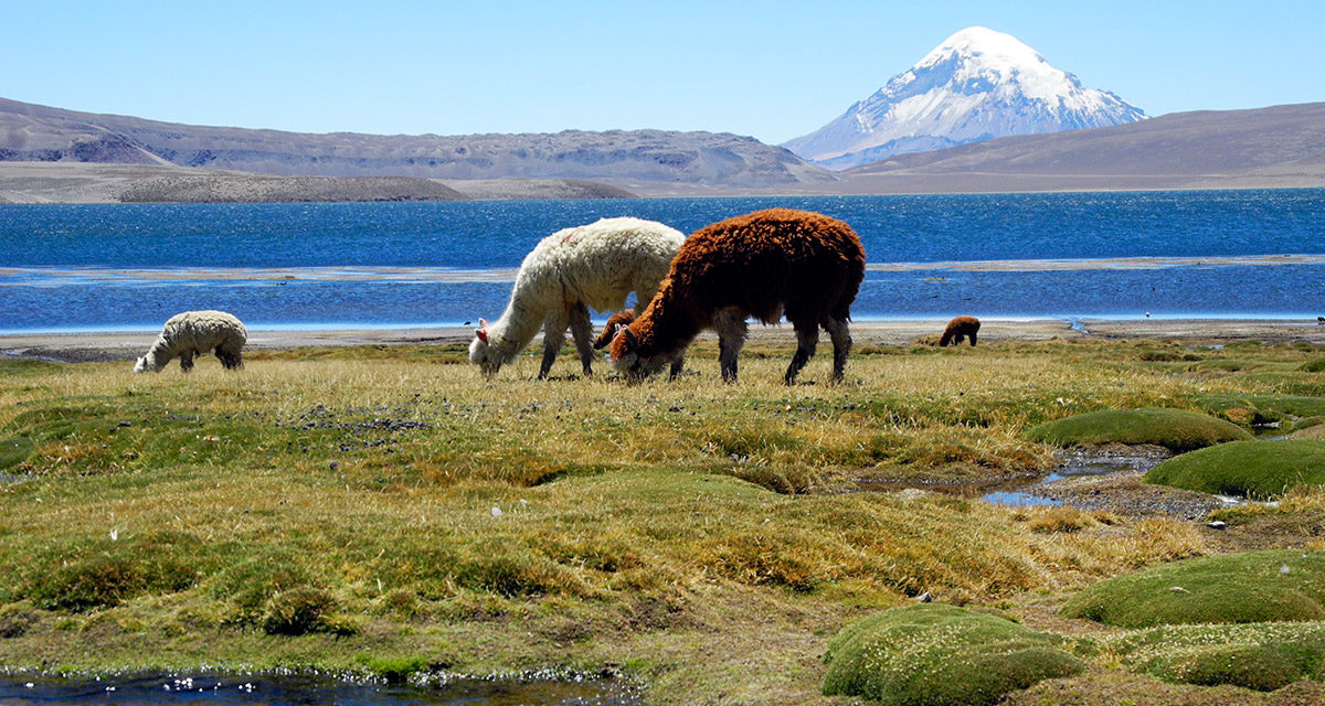 8D/7N Altiplano Chile