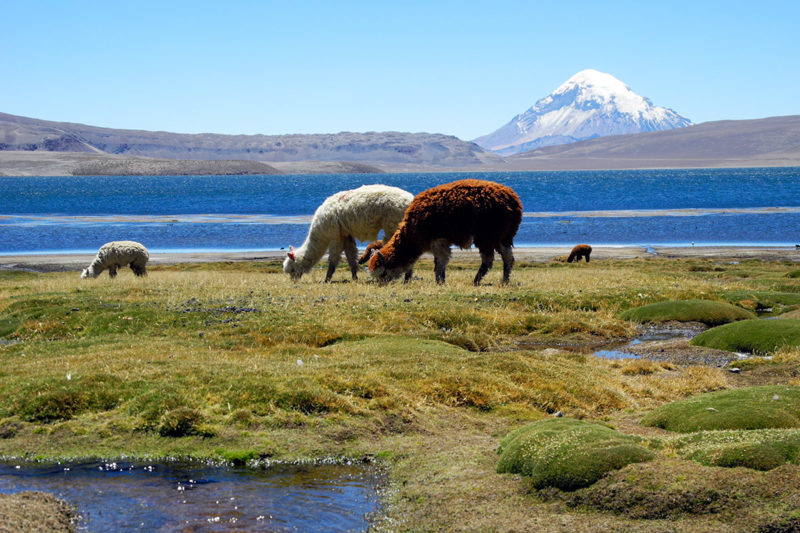 8D/7N Chile Altiplánico