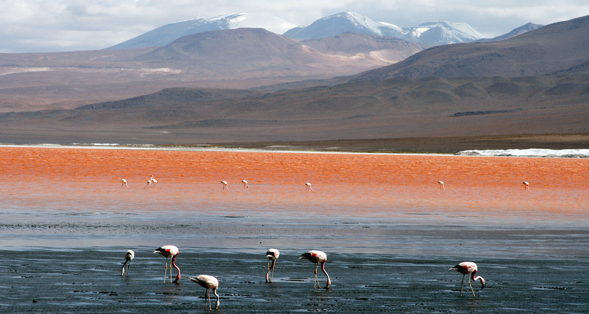 Arica, excursiones por el Norte de Chile