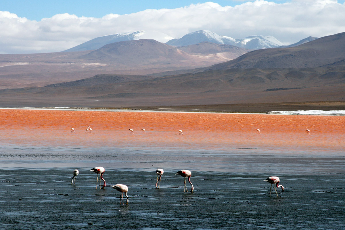 3D/2N Chungara Border (Tambo Quemado) – National Park Lauca – Parinacota – Lake Chungara – National Reserve Vicuñas – Salt Lake Surire – Highland Villages – Arica