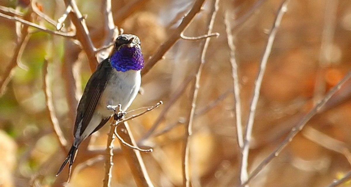 Picaflor de Arica. El ave más pequeña y hermosa de Chile