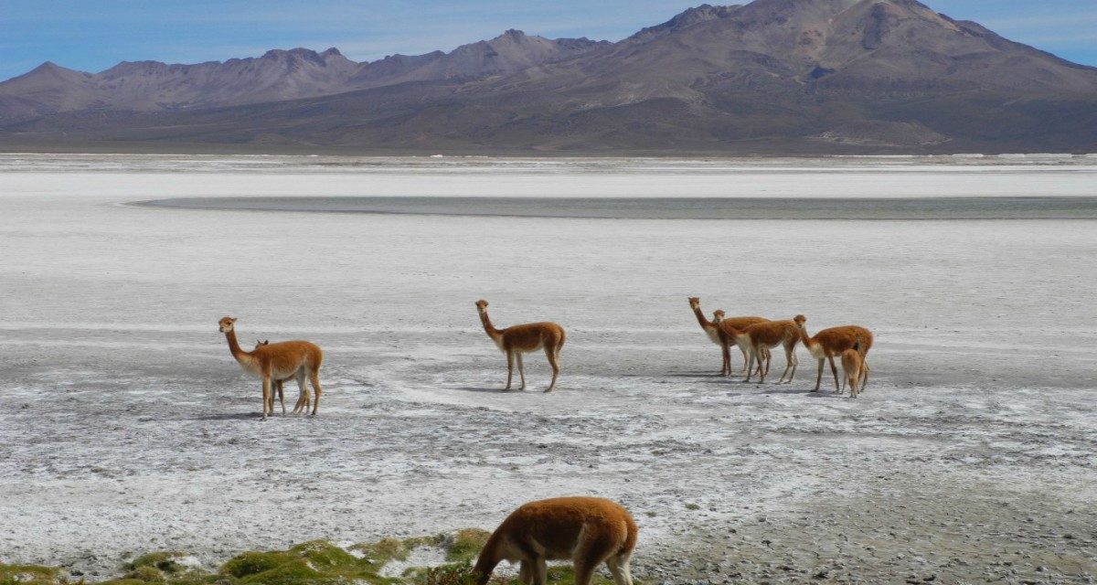 Turismo en la Reserva Nacional Las Vicuñas