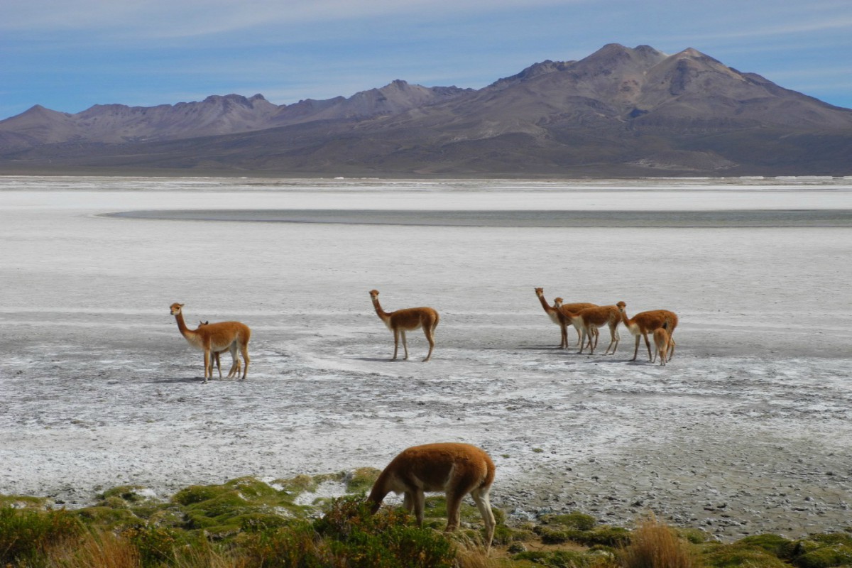 salar-de-surire