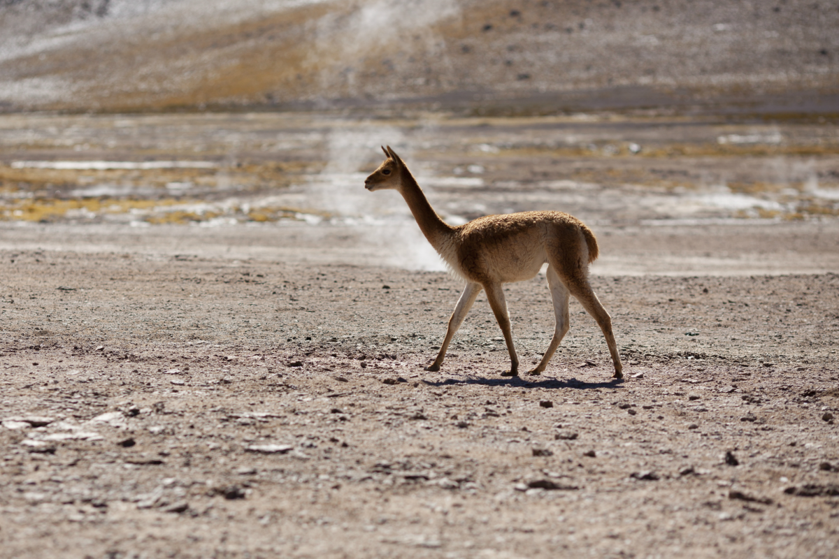 vicuña_altiplano