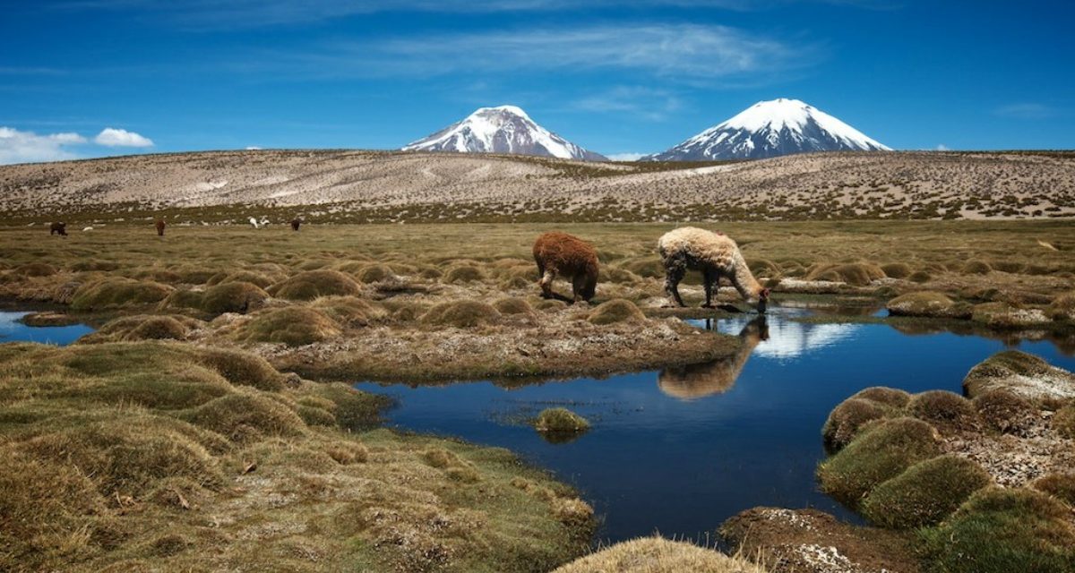 Altiplano Chileno. Un lugar Sorprendente