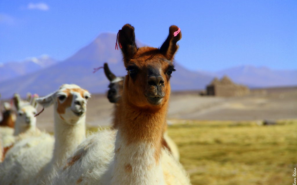 Destinos Turísticos de Chile: Colchane