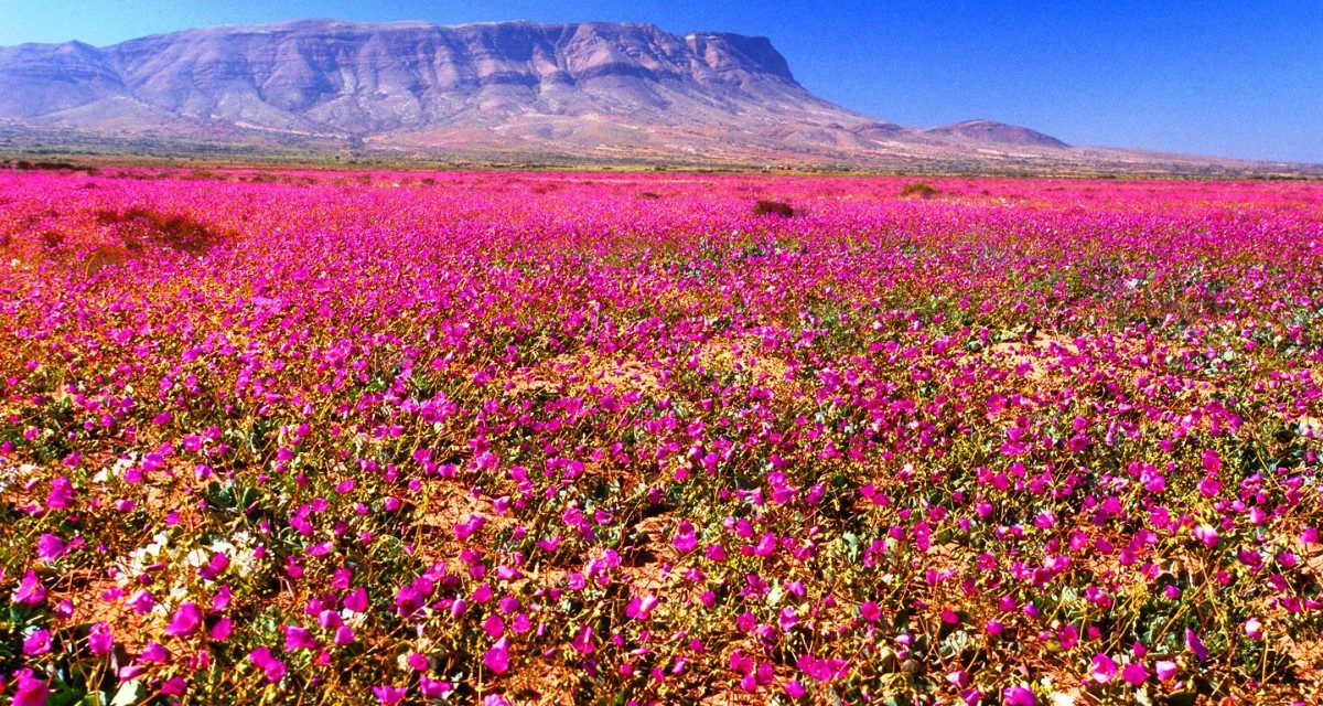 Parque Nacional Llanos de Challe, Atacama Chile