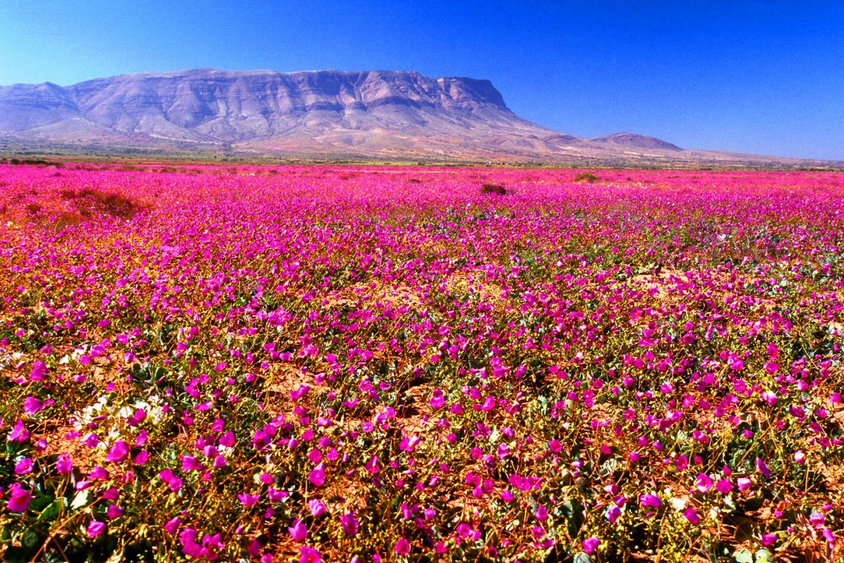 desierto-florido