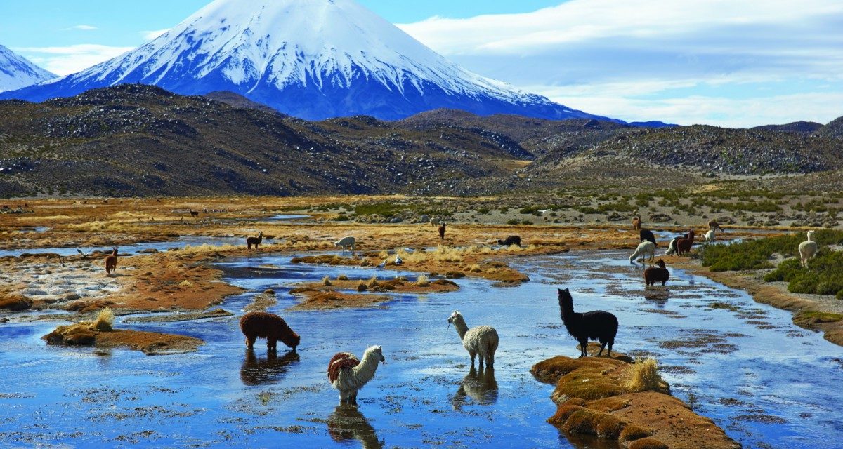 Turismo en Chile: Parque Nacional Lauca