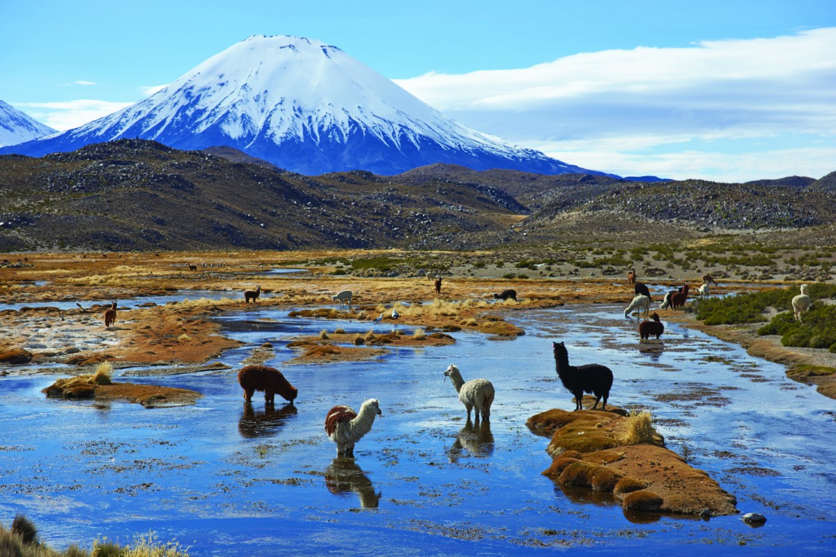 Bofedales del Parque Nacional Lauca, Lago Chungará