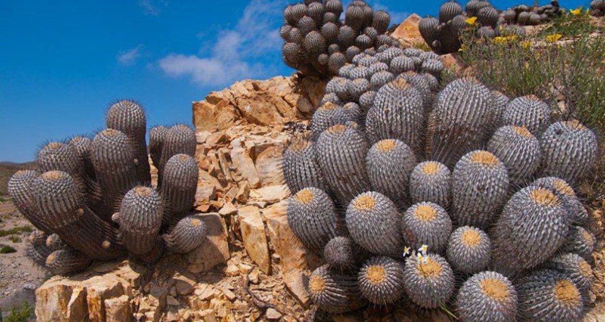 Parque Nacional Llanos de Challe, Atacama Chile