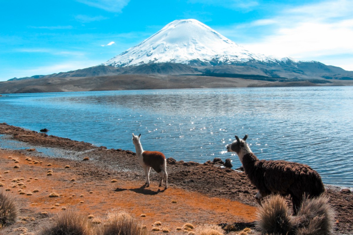 Turismo en el Lago Chungará, Parque Nacional Lauca