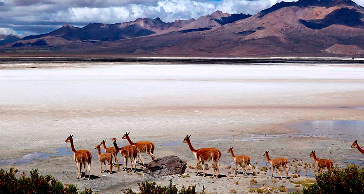 Los salares del Altiplano