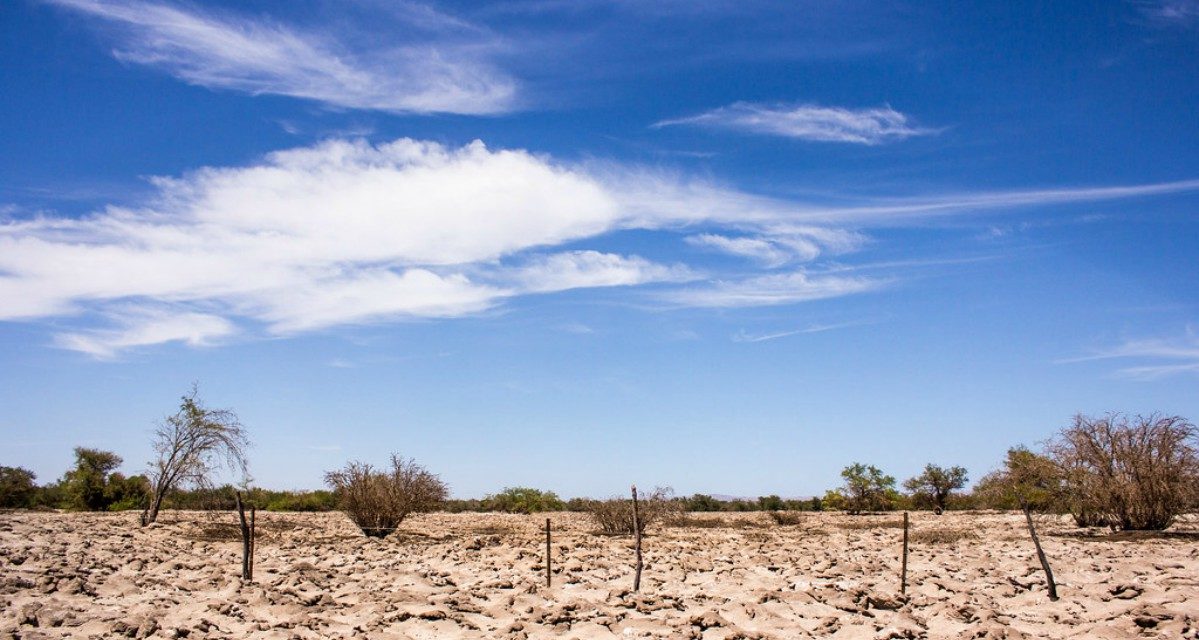 Reserva Nacional Pampa del Tamarugal