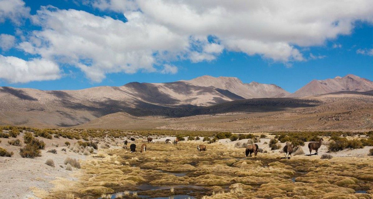 Turismo en Chile: Parque Nacional Volcán Isluga