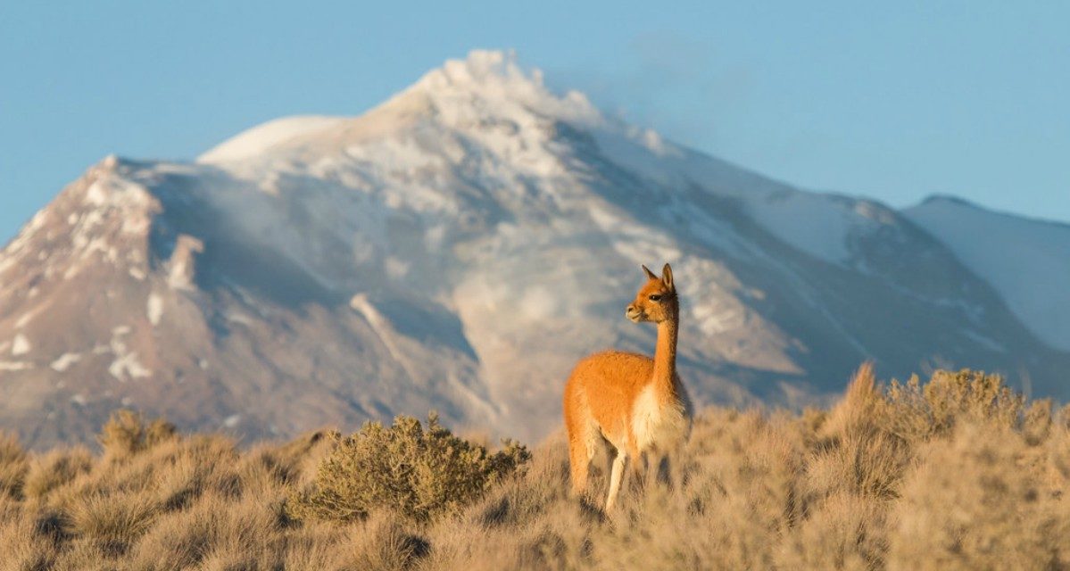 Turismo en la Reserva Nacional Las Vicuñas