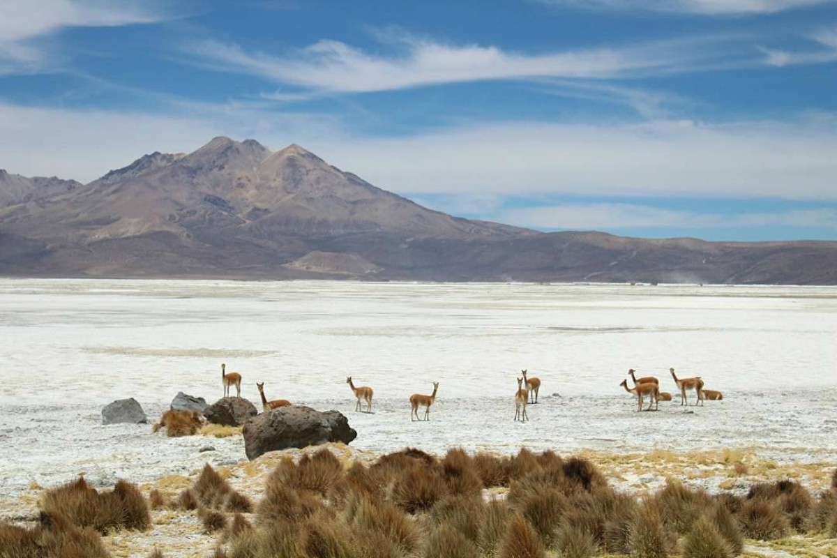 Salar de Surire, Reserva Nacional Las Vicuñas, Putre