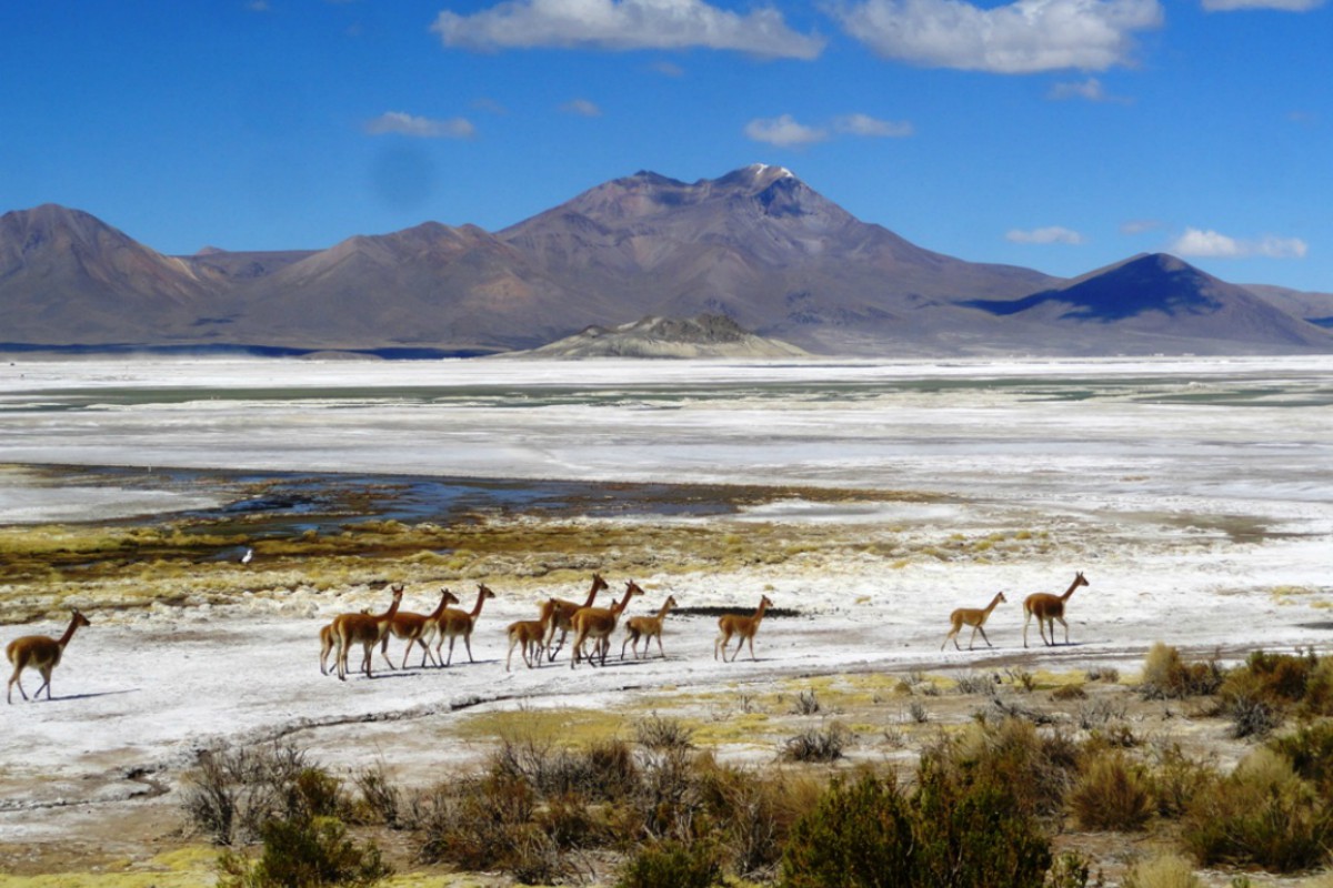 Salar de Surire, altiplano